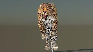 Leopard 3D Model animated | @PROmax3D