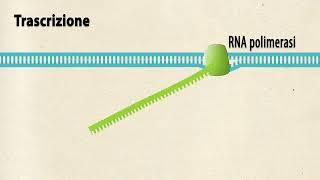 La Trascrizione Del DNA In Breve