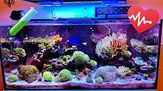 Reef Tank SHOCKER: Find out What Really Caused the Crash!