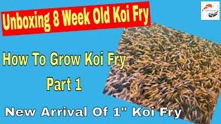 Unboxing 8 Week Old Koi Fry - How To Grow Koi Fry Part 1 - New Arrival Of 1" Koi Fry