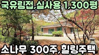 양평전원주택,소나무300주/소나무숲 정원/국유림접/실사용 약1300평, 매매8억5천,경기 양평 전원주택 급매물전문[길공인중개사NO.17221번]