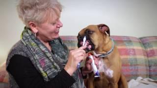 Are You Brushing Your Dog's Teeth the Right Way?