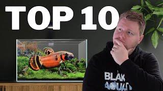 Top 10 UNIQUE Fish for Your 20 Gallon Aquarium