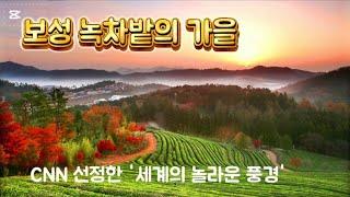 CNN 선정한 '세계의 놀라운 풍경' 31선에 포함된 보성녹차밭 대한다원 가을풍경 |4k|