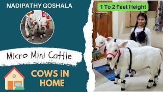 Micro & mini Cattle | 1 To 2 Feet Height | #youtube #animals #cow #youtubeshorts #yt #modi #sanatana