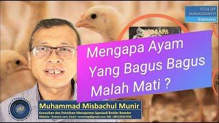 Mengapa Ayam Yang Bagus Bagus Malah Mati Mendadak ? (Asites)