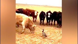 Ozzy Man Reviews: Goose vs Cows