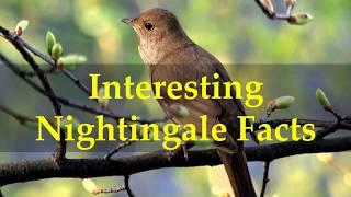 Interesting Nightingale Facts