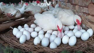 Harvesting MUSCOVY DUCK Eggs - How to Raise Muscovy Ducks for Eggs.