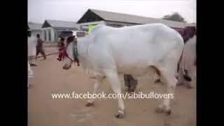 SIBI BHAGNARI ( COW )