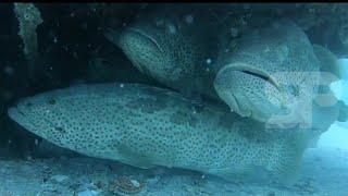 Spearfishing big grouper | Menembak ikan Kerapu besar