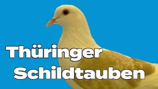 Thüringer Schildtauben Tierbesprechung auf dem Züchtertag in Göttingen 2022