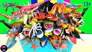 Sea animals - sharks, whales, fish, shellfish, cephalopods, crustaceans, turtles, rays 13+