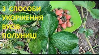 3 СПОСОБИ РОЗМНОЖЕННЯ ПОЛУНИЦІ ВУСАМИ
