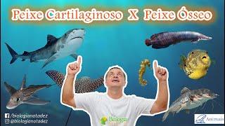 Diferença entre Peixe Ósseo e Cartilaginoso