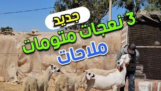 أجي تشوف لمليح ديال بصح 3 نعجات متومات طوب