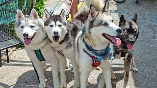 Taking FOUR Huskies to Mackinac Island