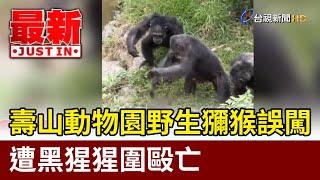 壽山動物園野生獼猴誤闖 遭黑猩猩圍毆亡【最新快訊】