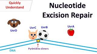 Nucleotide excision repair