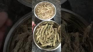 Hydroponic root pulls with show and tell part 3 #hydroponics #roots #plants