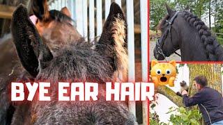 Bye ear hair of this foal, is she ready? | Cat out of the tree| Riding | Friesian Horses