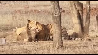 Tiger walks so silently for a hunt. It's amazing to watch.