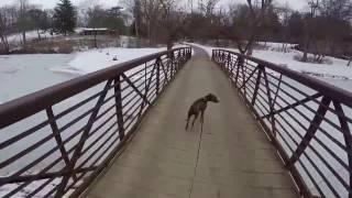 Dante The Dog and Marc - Pitbull pulls skateboard - Fallen Timbers to Sidecut Metropark