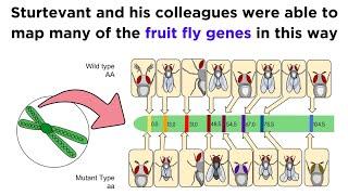 Gene Linkage and Genetic Maps