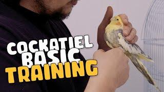 Cockatiel training : Basic approach