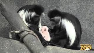 Cute Angolan Colobus Baby!