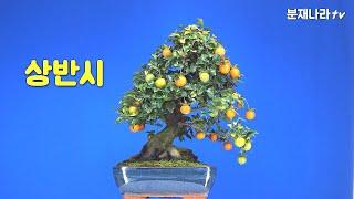 분재,상반시,소품분재,bonsai,mini bonsai,盆栽,분재나라tv,분재관리,분재판매,애기감나무, 분재나라