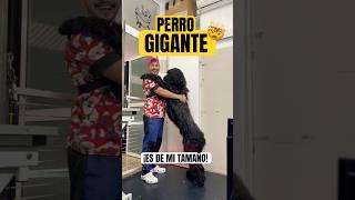 ME TIRO AL PISO | Un GIGANTE BAÑO!  #shorts #suscribe #pets