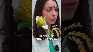  Болезнь Целиакия – что это и как ее лечить? Целиакия что это. 12+