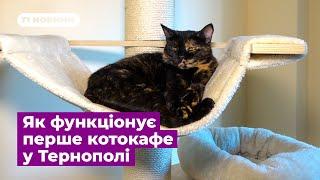 Як функціонує перше котокафе у Тернополі