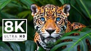 GORGEOUS WILD ANIMALS 8K ULTRA HD 60FPS | with Catchy Cinematic Music (Colorful Animal Life)