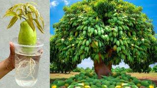 How To Growing Mango Fruit To Many Mango Tree Using Aloe Vera / Grafting Mango Tree Has Many Fruits