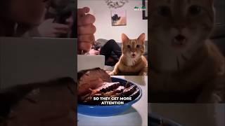 Orange Cat Behavior Is Different