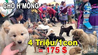 P4 - Chợ phiên Tây Bắc nơi bán loài chó KHÔN NHẤT VIỆT NAM | Pets market | Tôi Người Vùng Cao