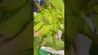 a big green dragon fruit in my roof #gardening #nature #shorts