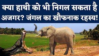 Jungle News: क्या Elephant को भी खा सकता है Python? | Know About Moeritherium | Elephant Python