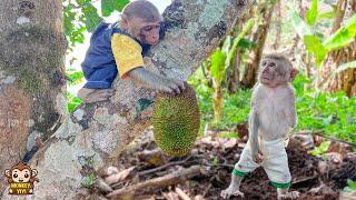 Monkey YiYi know how to harvest jackfruit makes so surprised YinYin