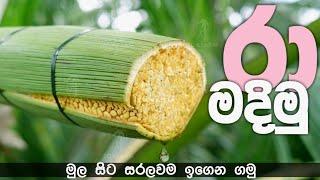 How to make Coconut toddy  Sri Lanka| රා මදින්න පොල් මලක් කපමු