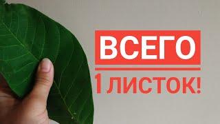 Удивительно! Всего 1 листок, чтобы рухнул сахар, холестерин ушел, ушли паразиты! Рецепт.