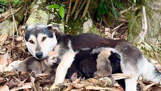 Under the tree hid a mama dog and six cute puppies . What the mama did next was surprising! ️