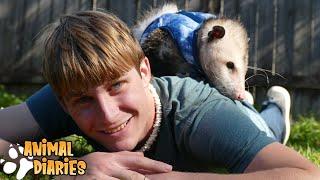 Why Opossums Make AWESOME Pets! A day in the life of Momo the Opossum