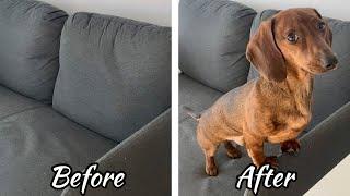 Life before and after getting a mini dachshund