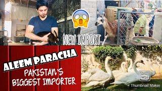 Aleem Paracha House Latest Rare imported breeds