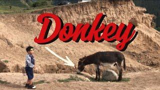 Donkey|Jeti-Oguz Canyon (Seven Bulls Rocks) Kyrgyzstan 