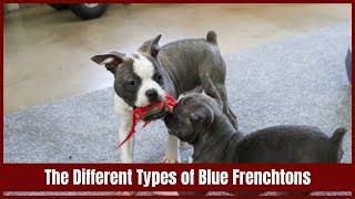 Different Types of Blue Frenchtons