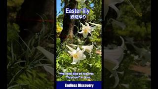 The Japanese wild Easter lily brought to Europe.